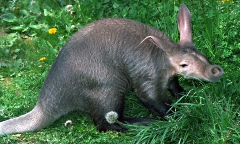 hrabáč_kabský