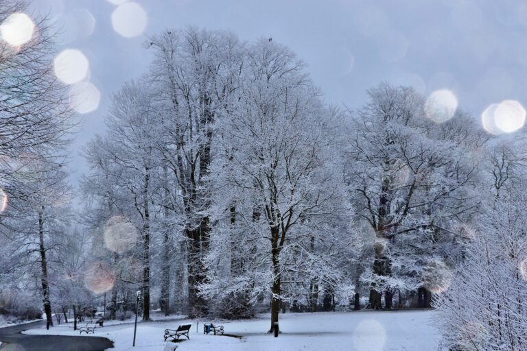 frost-on-trees-2624444_1920