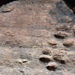 Na zámku Pardubicích archeologové objevili gotickou zeď i otisky psích tlapek